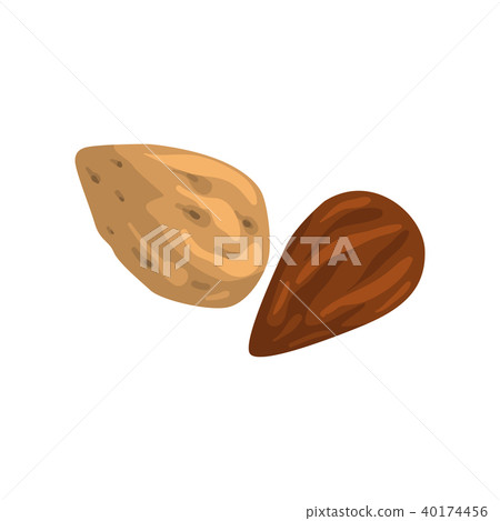 Almond nut, nutritious natural product vector Illustration on a white background 40174456