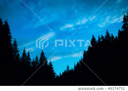 Black forest with trees over blue night sky 40174752