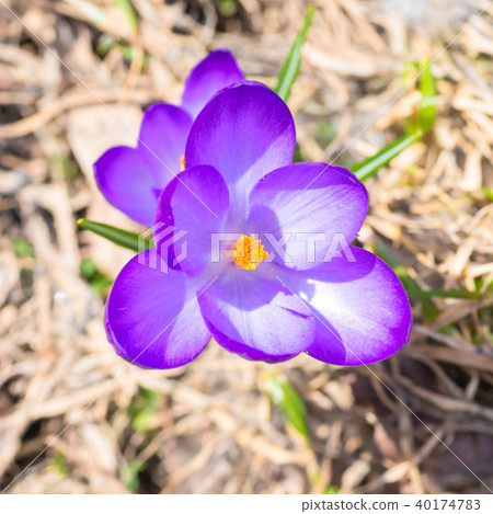 Macro shot of spring violet flower crocus Macro shot of spring violet flower crocus 40174783