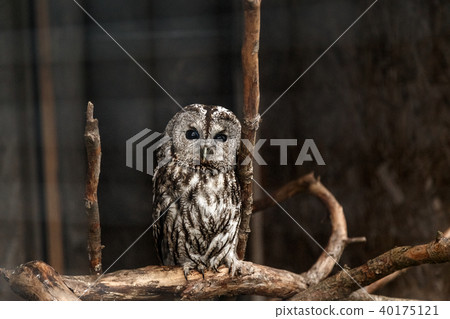 Gray owl in a cage 40175121