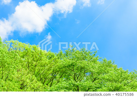 Fresh green image blue sky Fresh green image blue sky 40175586