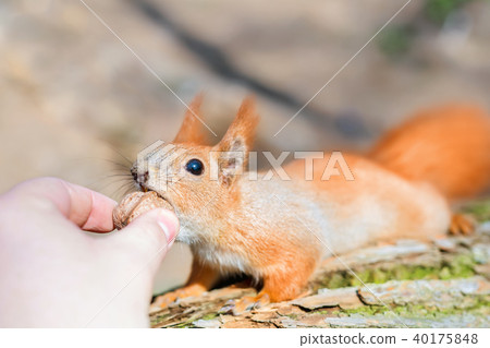 Small cute squirell taking  nut from person hand. Friendship oh human and wild animal. Wildlife an 40175848