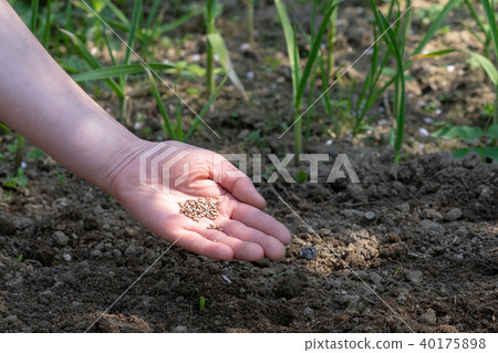Woman hand putting seed into soil in the spring. Woman hand putting seed into soil in the spring. 40175898