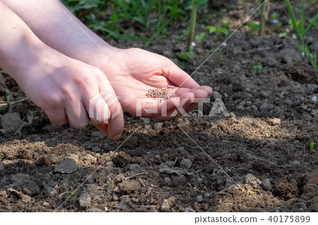 Woman hand putting seed into soil in the spring. Woman hand putting seed into soil in the spring. 40175899