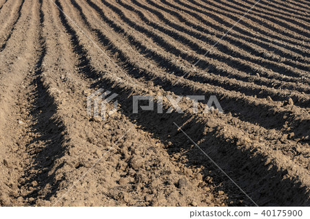 Earth ridges in a potato field in spring. Earth ridges in a potato field in spring. 40175900