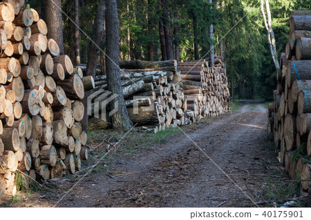 A big pile of wood in a forest road A big pile of wood in a forest road 40175901
