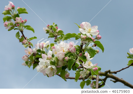 Apple blossoms on a background of blue sky. Apple blossoms on a background of blue sky. 40175903