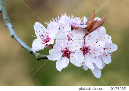 Spring cherry blossoms, pink flowers. Spring cherry blossoms, pink flowers. 40175905