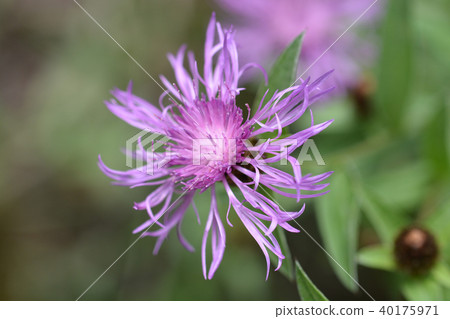 Purple flower 40175971