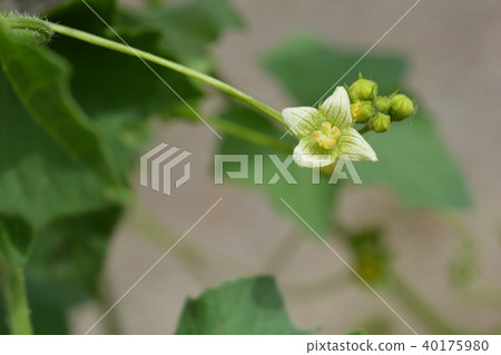 English mandrake 40175980