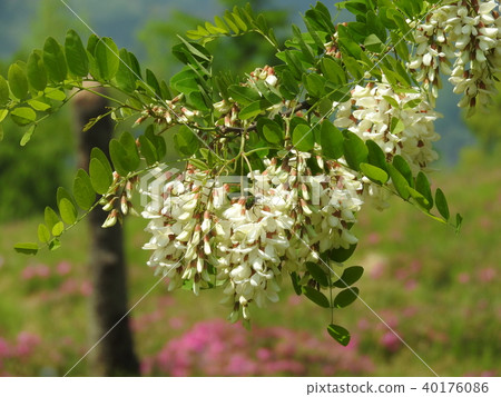 假金合歡的花 假金合歡的花 40176086