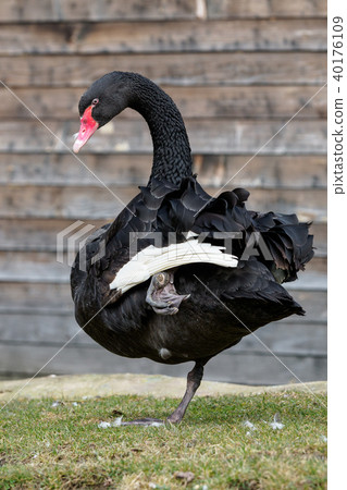 Profile of the black swan (Cygnus atratus).  40176109