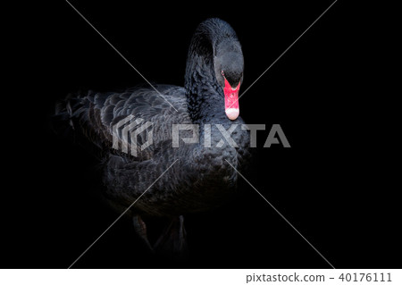 Black swan on black background (Cygnus atratus).  40176111