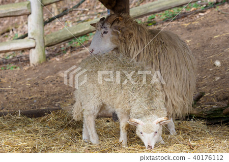 Wallachian sheep (Ovis orientalis aries) 40176112