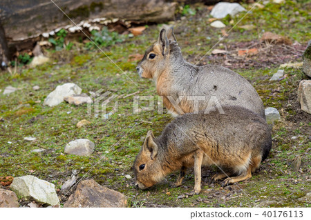 Two Patagonian Mara, Dolichotis patagonum. 40176113