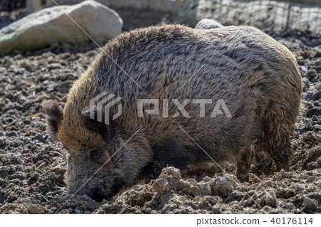 Wild boar (Sus scrofa) on the food search 40176114