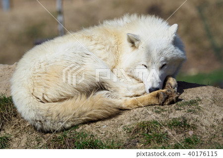The Arctic wolf (Canis lupus arctos) 40176115