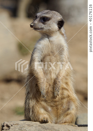 Suricata standing on a guard. Curious meerkat  40176116