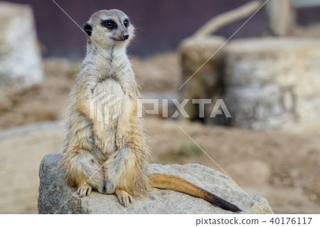 Suricata standing on a guard. Curious meerkat  40176117