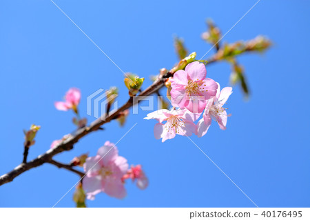 藍天和河津櫻花 40176495