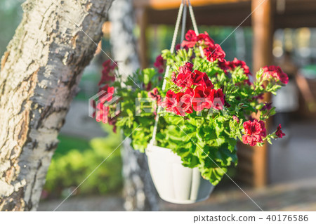 Close-up of hanging white basket with bright red petunia flowers. Green garden with birch and pots Close-up of hanging white basket with bright red petunia flowers. Green garden with birch and pots 40176586