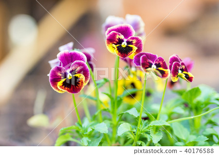 Close-up of beautiful viola tricolor flowers at flowerbed near house. Vibrant heart's ease blossom Close-up of beautiful viola tricolor flowers at flowerbed near house. Vibrant heart's ease blossom 40176588