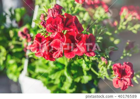 Close-up of hanging white basket with bright red petunia flowers. Green garden with birch and pots 40176589