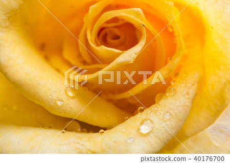 Yellow rose after the rain 40176700