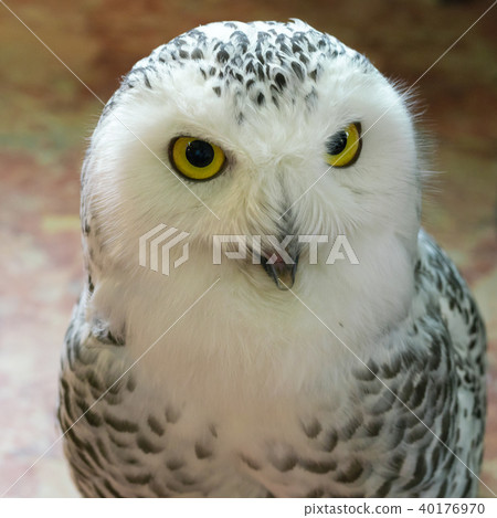 貓頭鷹的故事 40176970