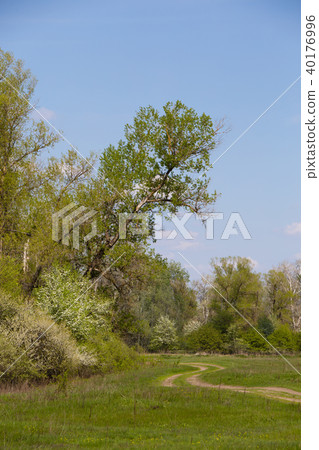 Spring landscape on a sunny day. 40176996