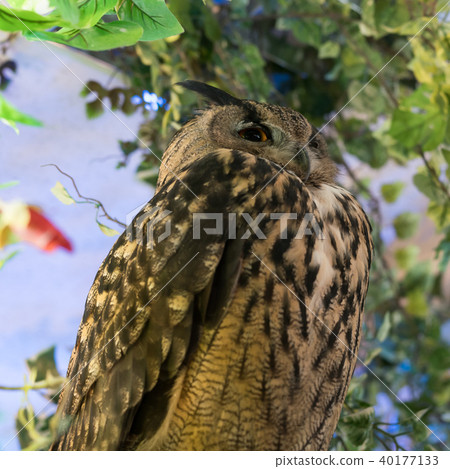 Owl story Owl story 40177133