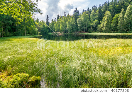 Grass overgrown pond with a dramatic cloudy sky. Grass overgrown pond with a dramatic cloudy sky. 40177208