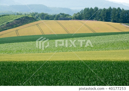 夏季農田區別町 40177253