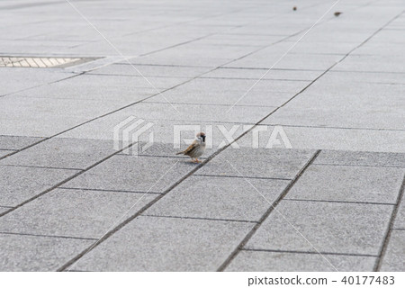 地面上的麻雀地面上的麻雀地面上的麻雀鳥鳥可愛的鳥 40177483
