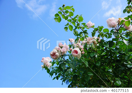 Beautiful soft pink roses shine in the blue sky Beautiful soft pink roses shine in the blue sky 40177515