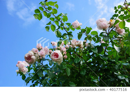Beautiful soft pink roses shine in the blue sky 40177516
