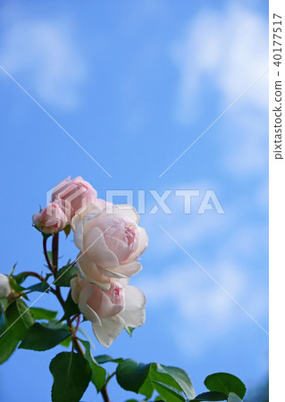 Beautiful soft pink roses shine in the blue sky 40177517