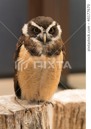 Owl story Owl story 40177670