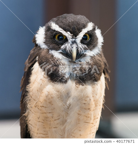 Owl story 40177671
