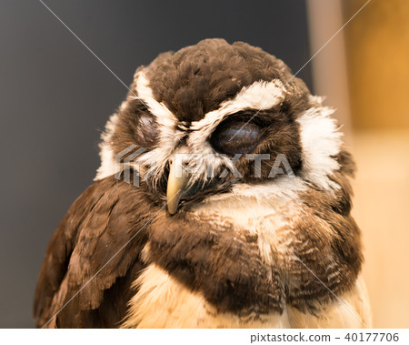 貓頭鷹的故事 貓頭鷹的故事 40177706