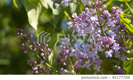 Blooming lilac on a sunny day Blooming lilac on a sunny day 40177709