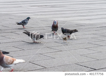 在地上覓食的麻雀與鴿子 地上の餌を啄むスズメとハト Sparrows and Pigeons 野鳥 40177756