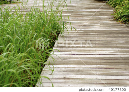 wooden walk way in the garden 40177800