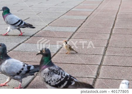 在地上的麻雀與鴿子 地上のスズメとハト A Sparrow And Pigeons 野鳥 小鳥 可愛 40177805