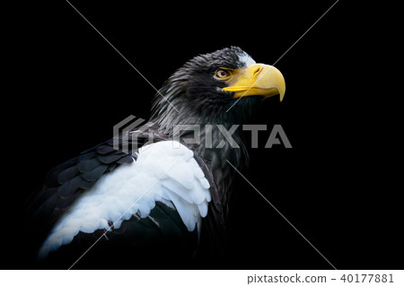 Steller's sea eagle - Haliaeetus pelagicus 40177881