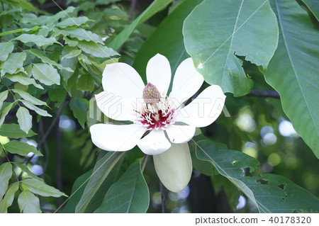 Flower of a family tree Flower of a family tree 40178320