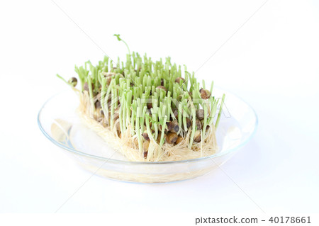 Grow bean sprouts Grow bean sprouts 40178661
