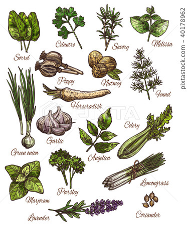 Spice, herb and fresh leaf vegetable sketch design Spice, herb and fresh leaf vegetable sketch design 40178962