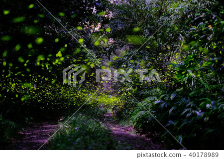 密境精靈-螢火蟲 40178989