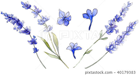 Violet lavender. Floral botanical flower. Wild spring leaf wildflower isolated. 40179383